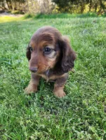 Teddy , a male Miniature Dachshund for sale in Hartville, MO – Photo 3 of 10
