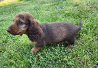 Teddy , a male Miniature Dachshund for sale in Hartville, MO – Photo 7 of 10