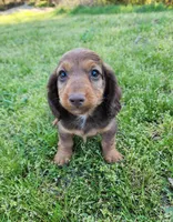 Teddy , a male Miniature Dachshund for sale in Hartville, MO – Photo 2 of 10