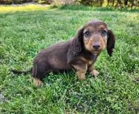 Teddy , a male Miniature Dachshund for sale in Hartville, MO – Photo 9 of 10