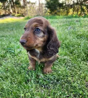 Teddy , a male Miniature Dachshund for sale in Hartville, MO – Photo 1 of 10