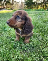 Teddy , a male Miniature Dachshund for sale in Hartville, MO – Photo 6 of 10