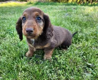 Teddy , a male Miniature Dachshund for sale in Hartville, MO – Photo 4 of 10