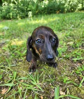 Zendaya, a female Miniature Dachshund for sale in Hartville, MO – 10 of 10