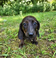 Zendaya, a female Miniature Dachshund for sale in Hartville, MO – 8 of 10