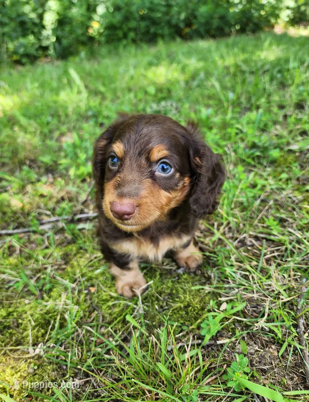 Alfie – Miniature Dachshund puppy on hold in Hartville, MO