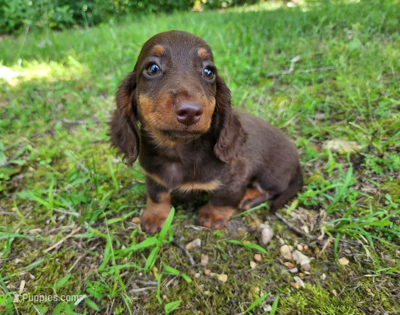 Willow – Miniature Dachshund puppy on hold in Hartville, MO