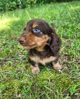 Alfie, a male Miniature Dachshund for sale in Hartville, MO – 9 of 10