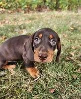 Felix, a male Miniature Dachshund for sale in Hartville, MO – 6 of 10