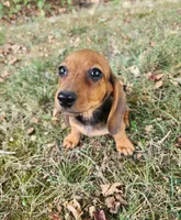 Daisy, a female Miniature Dachshund for sale in Hartville, MO – 4 of 7