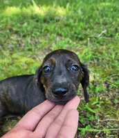 Zendaya, a female Miniature Dachshund for sale in Hartville, MO – 4 of 10