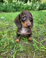 Wendy, a female Miniature Dachshund for sale in Hartville, MO – 4 of 10