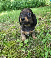 Bear, a male Miniature Dachshund for sale in Hartville, MO – 3 of 10