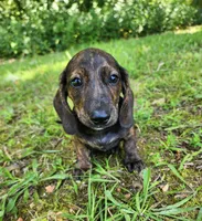 Zippo, a male Miniature Dachshund for sale in Hartville, MO – 6 of 10