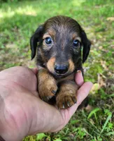 Bear, a male Miniature Dachshund for sale in Hartville, MO – 5 of 10