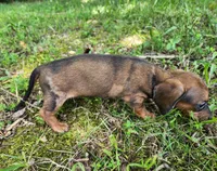 Bindi, a female Miniature Dachshund for sale in Hartville, MO – 7 of 10