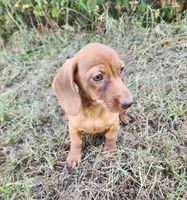 Finn, a male Miniature Dachshund for sale in Hartville, MO – 6 of 6