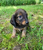 Bear, a male Miniature Dachshund for sale in Hartville, MO – 4 of 10