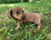 Banjo, a male Miniature Dachshund for sale in Hartville, MO – 6 of 10