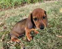 Dax, a male Miniature Dachshund for sale in Hartville, MO – 9 of 10
