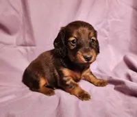 Penny , a female Miniature Dachshund for sale in Hartville, MO – Photo 6 of 10