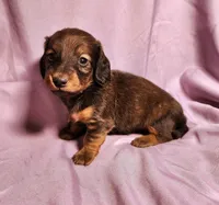 Penny , a female Miniature Dachshund for sale in Hartville, MO – Photo 5 of 10