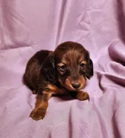 Penny , a female Miniature Dachshund for sale in Hartville, MO – Photo 8 of 10