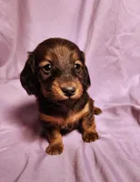 Penny , a female Miniature Dachshund for sale in Hartville, MO – Photo 1 of 10
