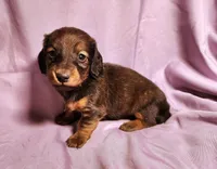 Penny , a female Miniature Dachshund for sale in Hartville, MO – Photo 4 of 10