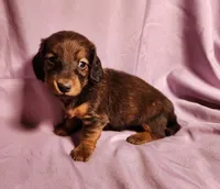 Penny , a female Miniature Dachshund for sale in Hartville, MO – Photo 10 of 10