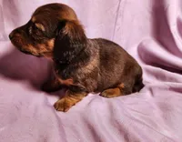 Penny , a female Miniature Dachshund for sale in Hartville, MO – Photo 2 of 10
