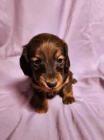Penny , a female Miniature Dachshund for sale in Hartville, MO – Photo 9 of 10