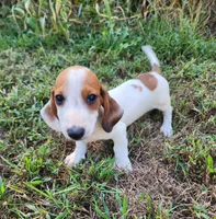 Indy, a male Miniature Dachshund for sale in Hartville, MO – 5 of 10