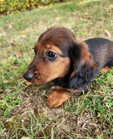 Duke, a male Miniature Dachshund for sale in Hartville, MO – 4 of 10
