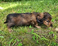 Apollo , a male Miniature Dachshund for sale in Hartville, MO – 10 of 10