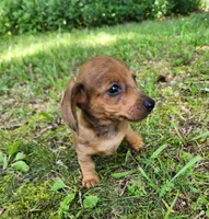 Banjo, a male Miniature Dachshund for sale in Hartville, MO – 10 of 10