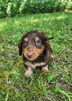 Alfie, a male Miniature Dachshund for sale in Hartville, MO – 7 of 10