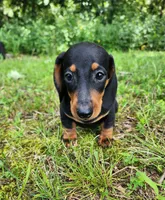 Winston , a male Miniature Dachshund for sale in Hartville, MO – 8 of 10