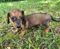 Bindi, a female Miniature Dachshund for sale in Hartville, MO – 8 of 10