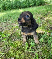 Bear, a male Miniature Dachshund for sale in Hartville, MO – 10 of 10