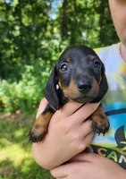 Boomer , a male Miniature Dachshund for sale in Hartville, MO – 2 of 10