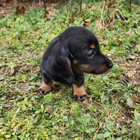Pongo , a male Miniature Dachshund for sale in Hartville, MO – Photo 8 of 9