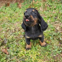 Pongo , a male Miniature Dachshund for sale in Hartville, MO – Photo 6 of 9