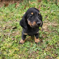 Pongo , a male Miniature Dachshund for sale in Hartville, MO – Photo 3 of 9