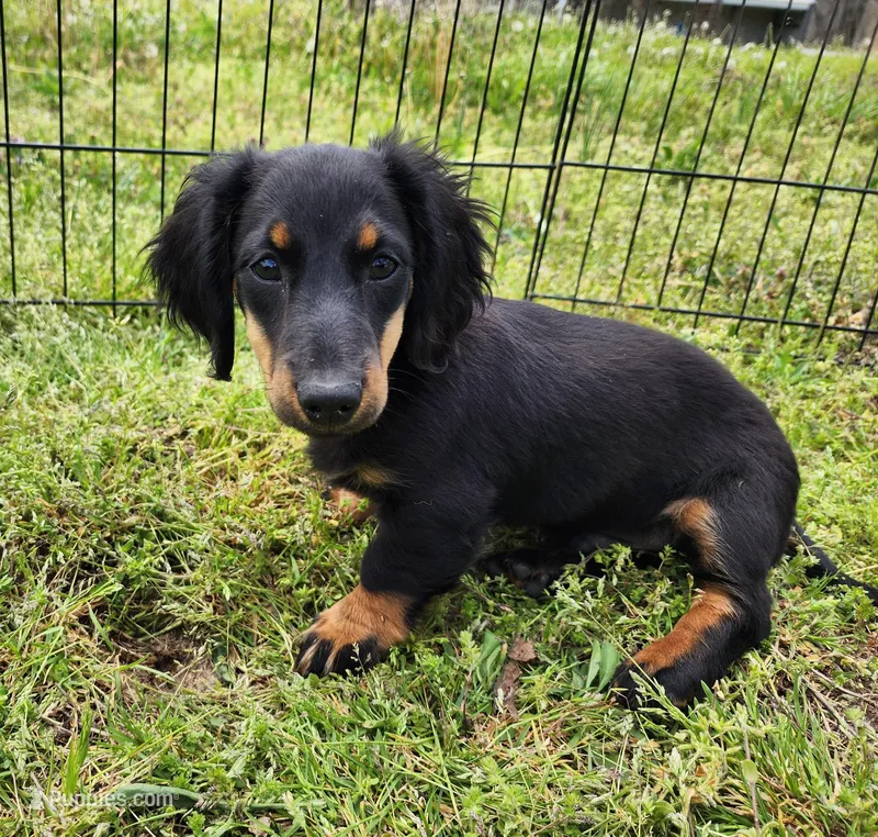 Pongo  – Miniature Dachshund puppy for sale in Hartville, MO