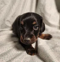 Pongo , a male Miniature Dachshund for sale in Hartville, MO – Photo 8 of 10