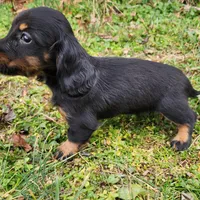 Pongo , a male Miniature Dachshund for sale in Hartville, MO – Photo 2 of 9