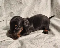 Pongo , a male Miniature Dachshund for sale in Hartville, MO – Photo 5 of 10