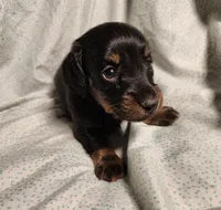 Pongo , a male Miniature Dachshund for sale in Hartville, MO – Photo 10 of 10