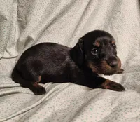 Pongo , a male Miniature Dachshund for sale in Hartville, MO – Photo 1 of 10